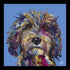 Cockapoo - Framed Print 43.5 x 43.5 cm